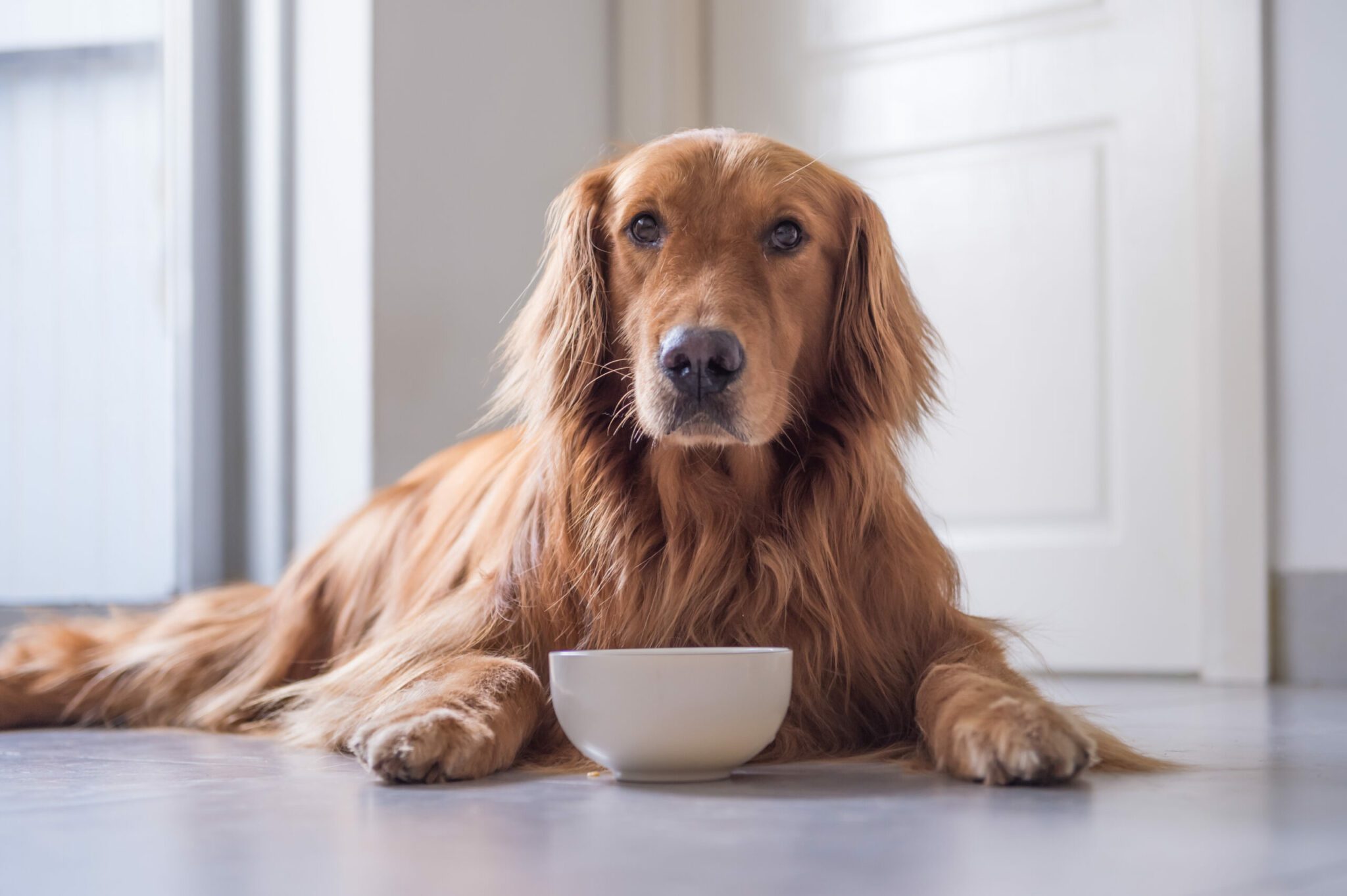 De beste voeding voor je hond