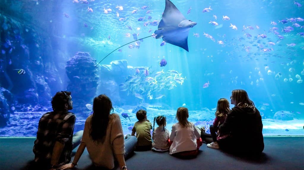 Tips4Trips: Neptunus achterna tussen 58.000 vissen, reptielen en amfibieën in Nausicaá