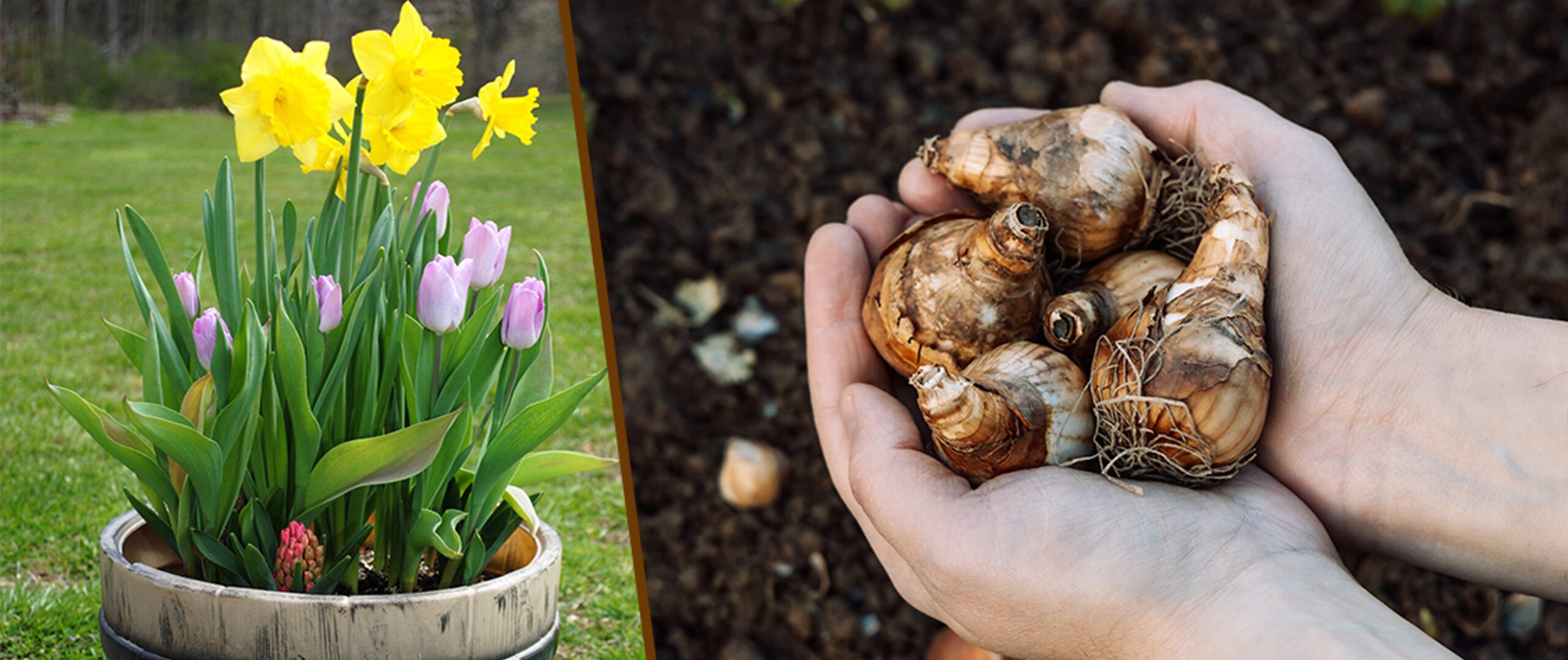 Nu bloembollen planten