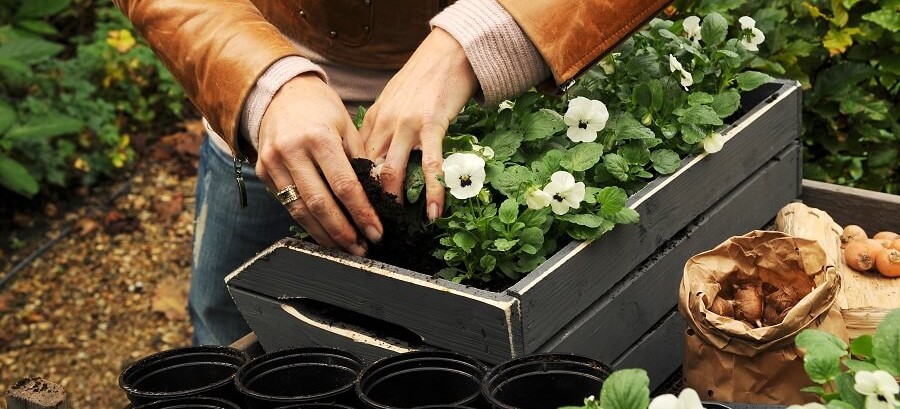 Nu bloembollen planten