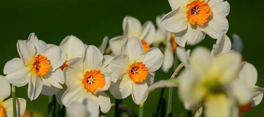 Nu bloembollen planten