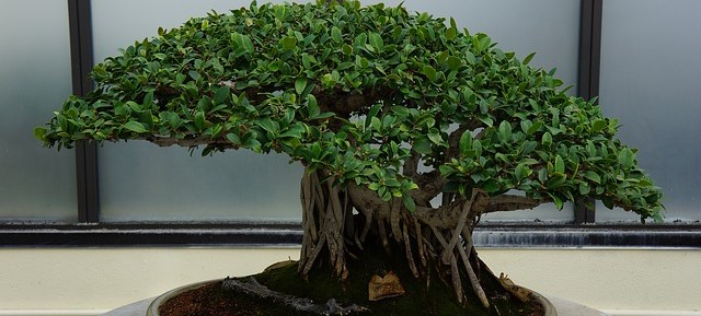 Je eerste bonsai kopen