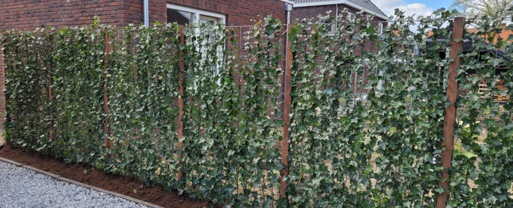 Een kant-en-klare natuurlijke tuinafsluiting voor onmiddellijk resultaat en maximale privacy